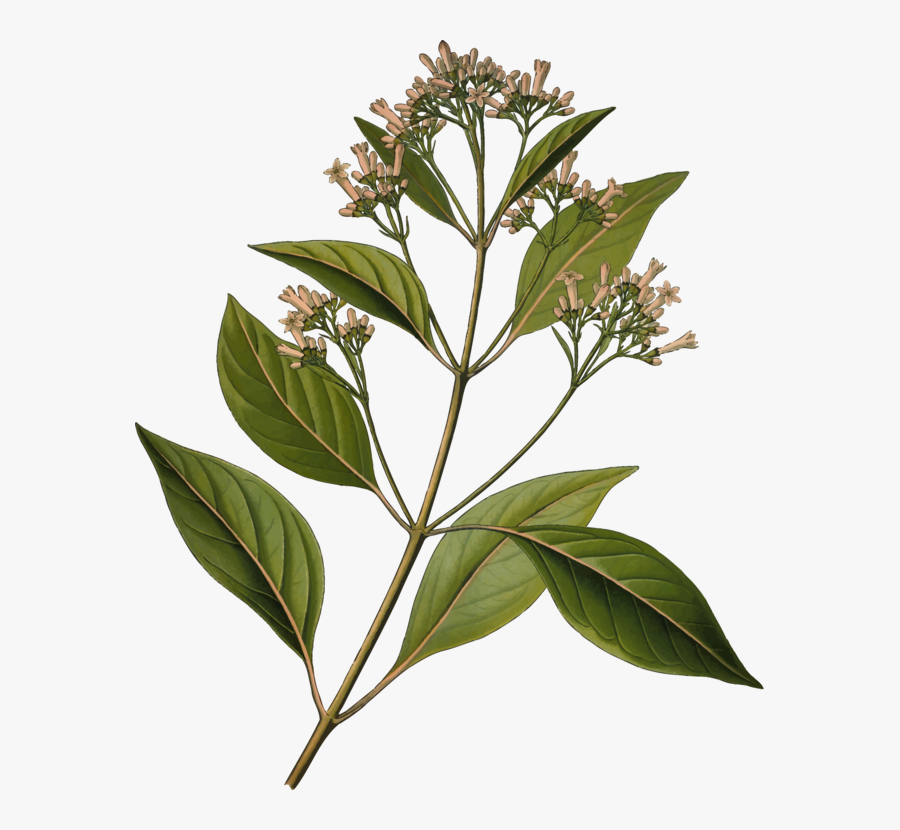 Quinine Cinchona Pubescens Bark Tonic Water Medicinal - Cinchona Officinalis, Transparent Clipart