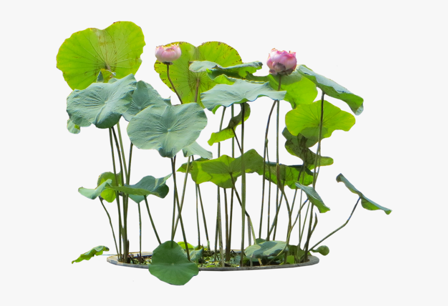Transparent Flower Plants Png - Aquatic Plants Png, Transparent Clipart