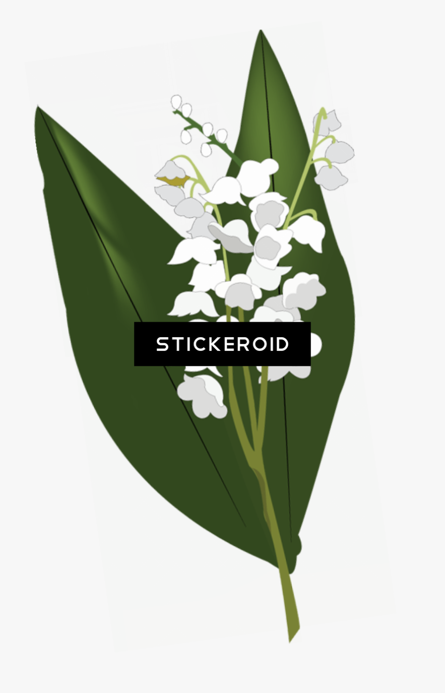 Lily Of The Valley Hd Flowers Nature - Transparent Lilies Of The Valley, Transparent Clipart