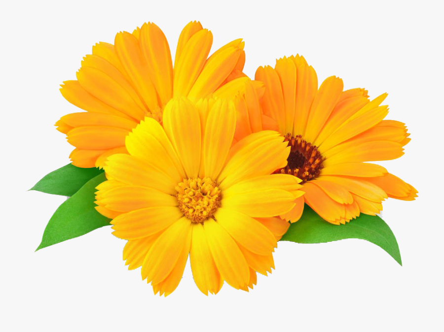 Marigold Clip Art, Transparent Clipart