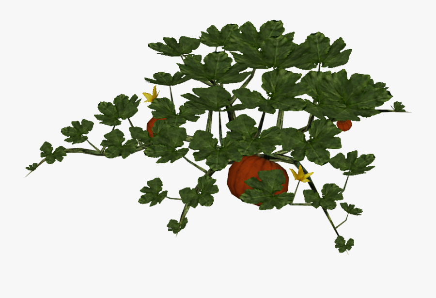 Pumpkin Plant - Pumpkin Plant Png, Transparent Clipart