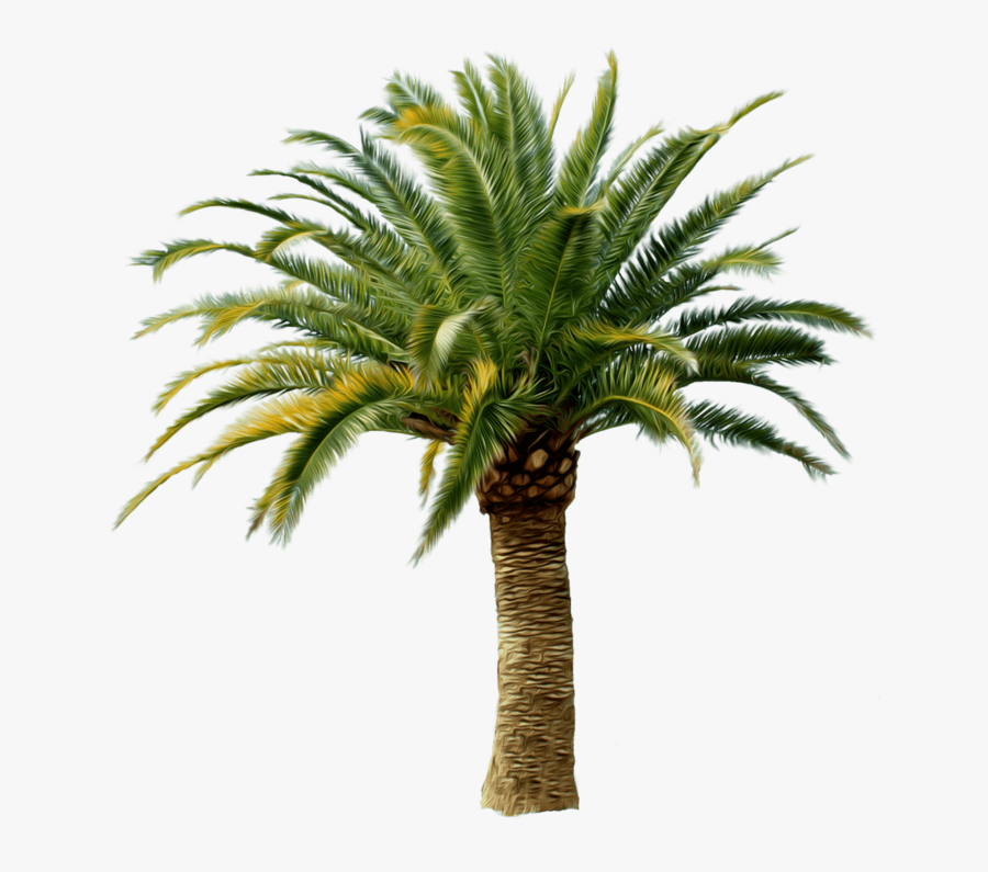 This Png File Is About Stew , Verger , Palm , Coconut - Palm Tree Png, Transparent Clipart