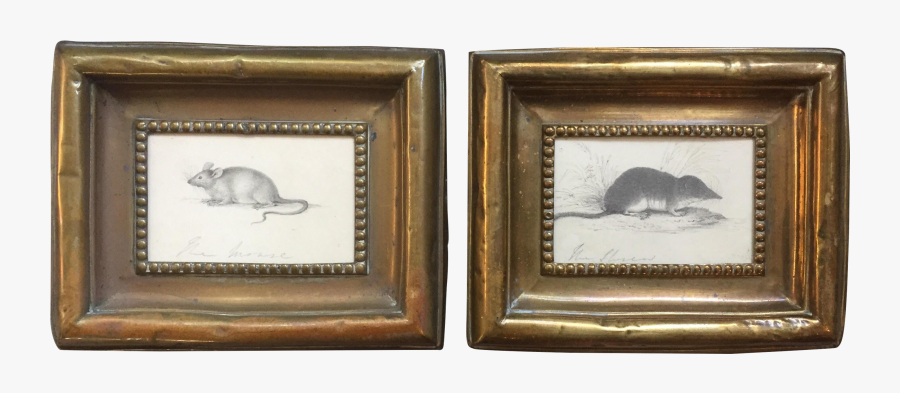 Shrew Drawing Mouse - Kangaroo Rat, Transparent Clipart