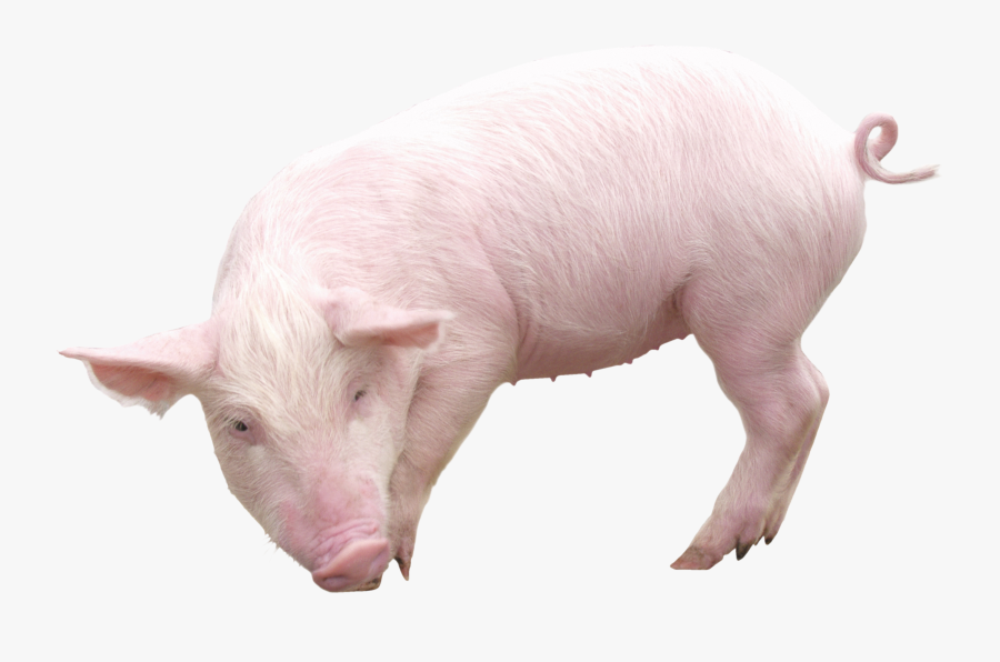 Download Pig Free Png Image - Pork Png, Transparent Clipart