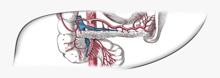 Surgeon Drawing Pancreas - Arteria Coeliaca, Transparent Clipart