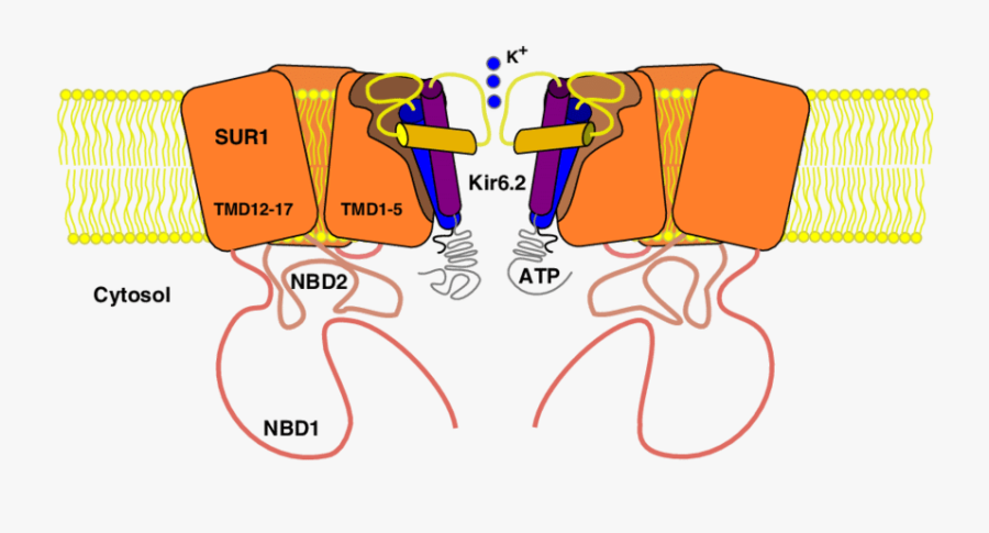 A Model Illustrating The Hetero-octameric Configuration, Transparent Clipart