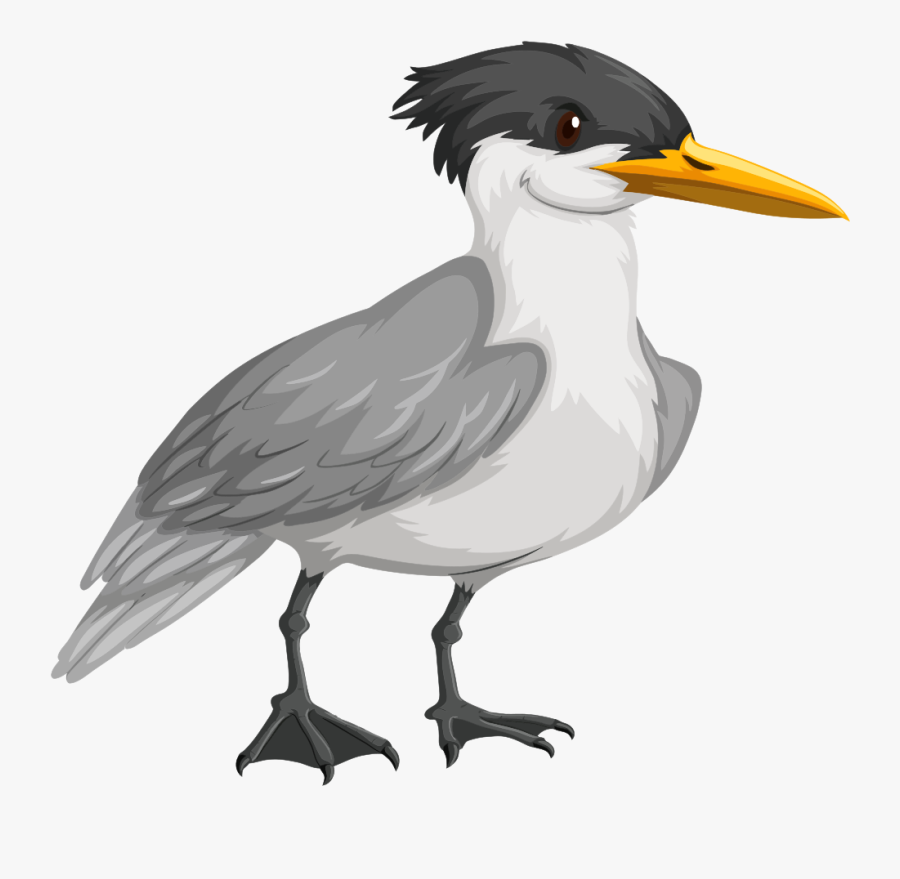 Cute Tern - Arctic Tern Cartoon, Transparent Clipart