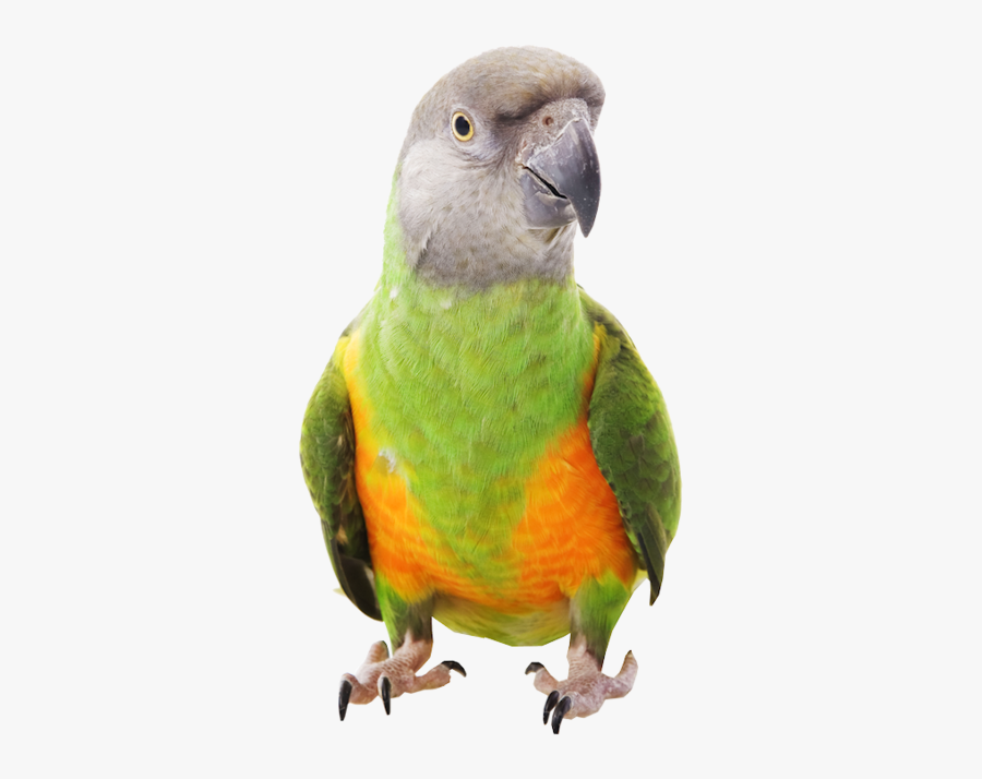 Senegal Parrot Transparent Background, Transparent Clipart
