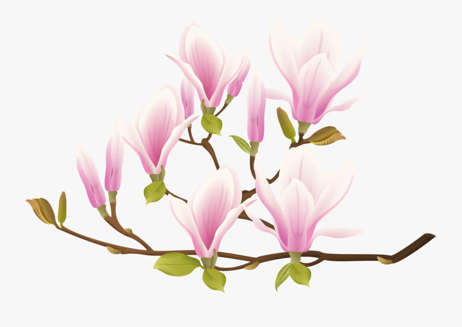 Magnolia Branchside3@3x - Cyclamen, Transparent Clipart