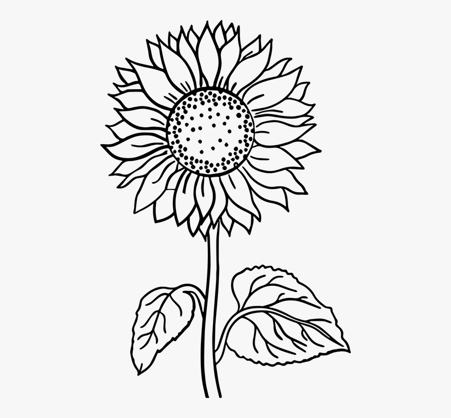 Flower Black And White Flower Line Art - Printable Sunflower Coloring Page, Transparent Clipart