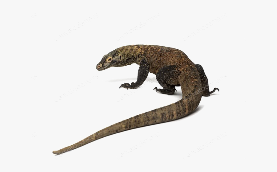 Komodo Dragon Png Photos - Komodo Dragon Top View, Transparent Clipart