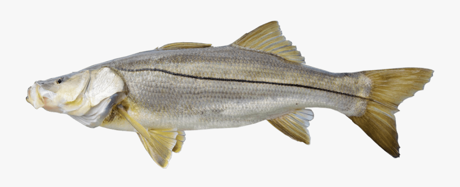 Transparent Snook Png - Striper Bass, Transparent Clipart