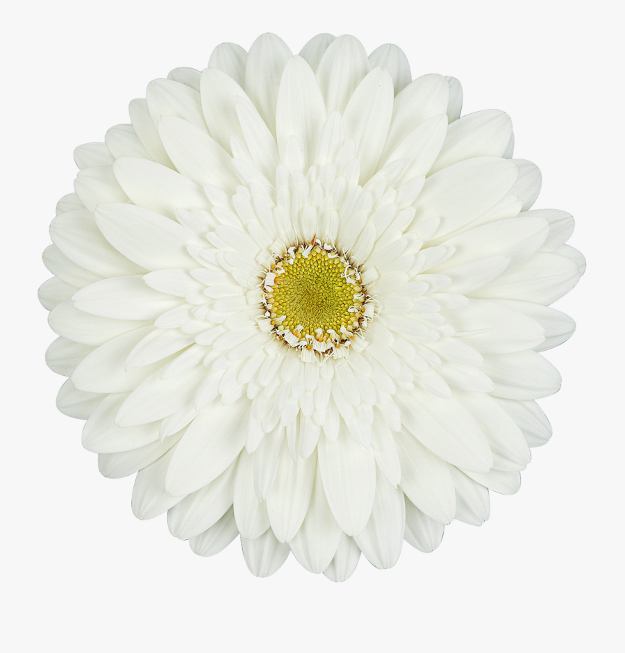 White Gerbera Daisy Png, Transparent Clipart