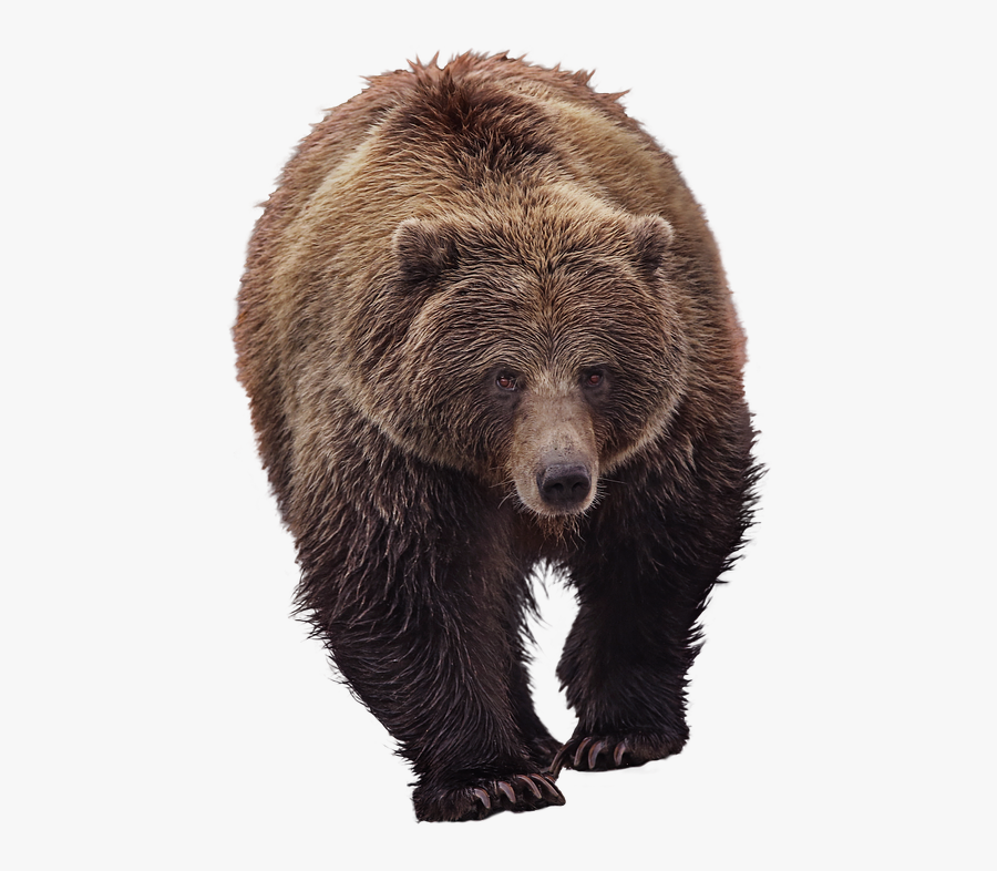 Bear, Grizzly, Animal World, Predator, Furry, Brown - Fuzzy Wild Animals, Transparent Clipart