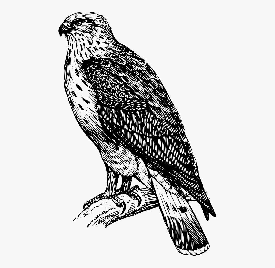 Buzzard 1 - Birds Of Prey Black And White Drawing, Transparent Clipart
