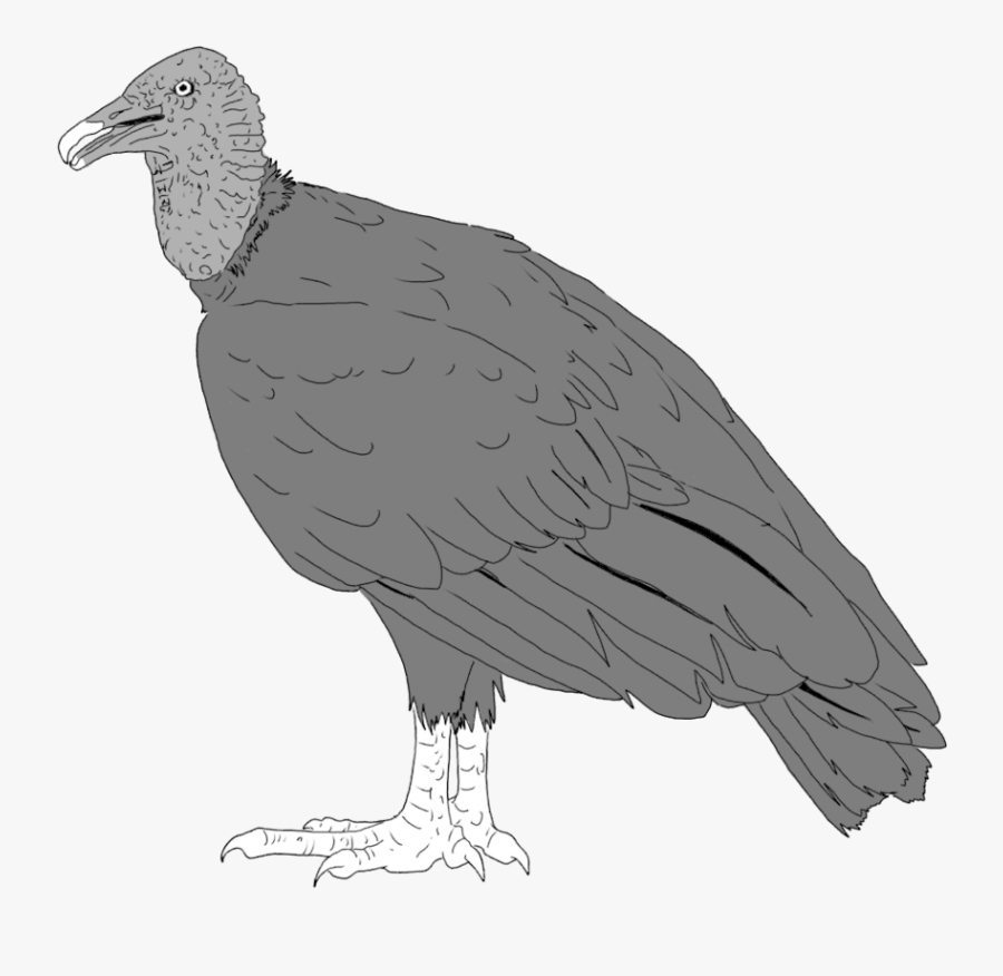 Condor Drawing Illustration - Buzzard, Transparent Clipart
