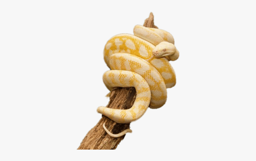 Yellow Python Wrapped Around Trunk - Snake Wrapped Around Png, Transparent Clipart