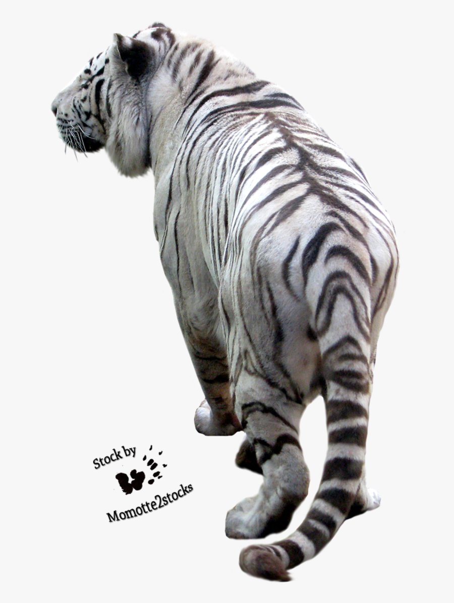 Transparent Tiger Cub Clipart Black And White - Picsart Png Background Tiger, Transparent Clipart