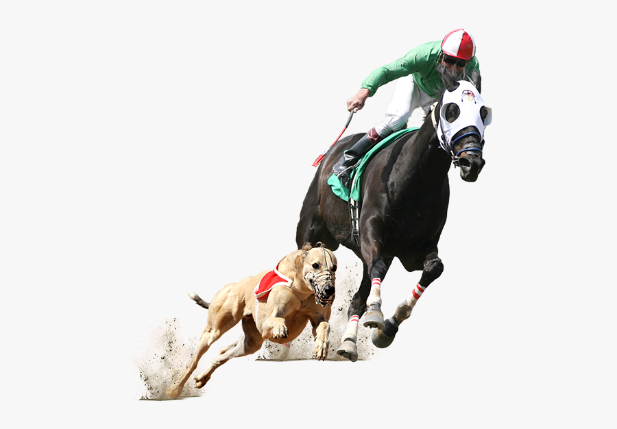 Horse Racing Png - Greyhound And Horse Racing, Transparent Clipart