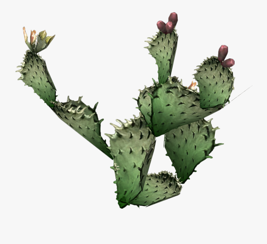 Prickly Pear Cactus Images Pictures - Prickly Pear Cactus Transparent Background, Transparent Clipart