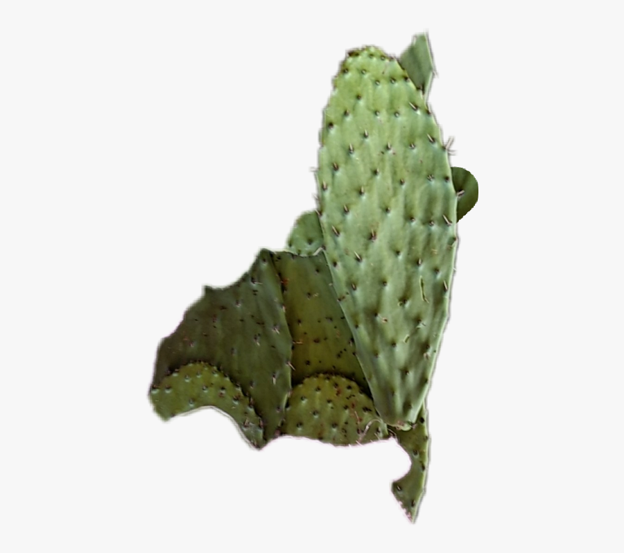 Beach Freetoedit - Eastern Prickly Pear, Transparent Clipart