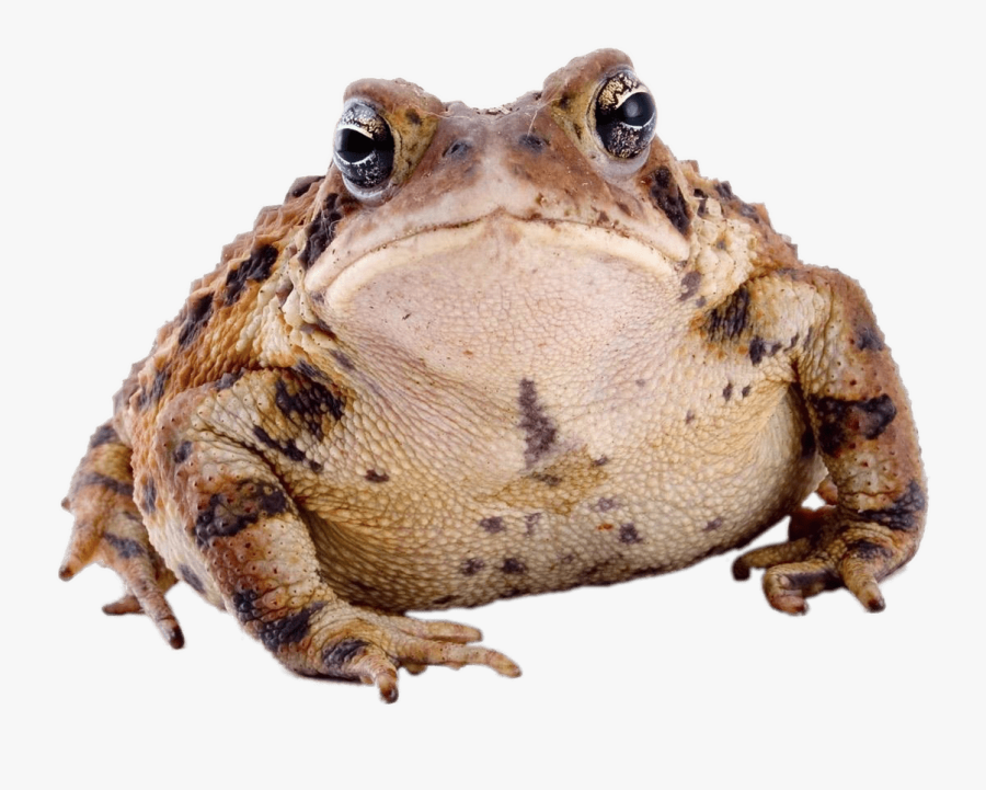 Toad Front View Clip Arts - Toad Animal Png, Transparent Clipart