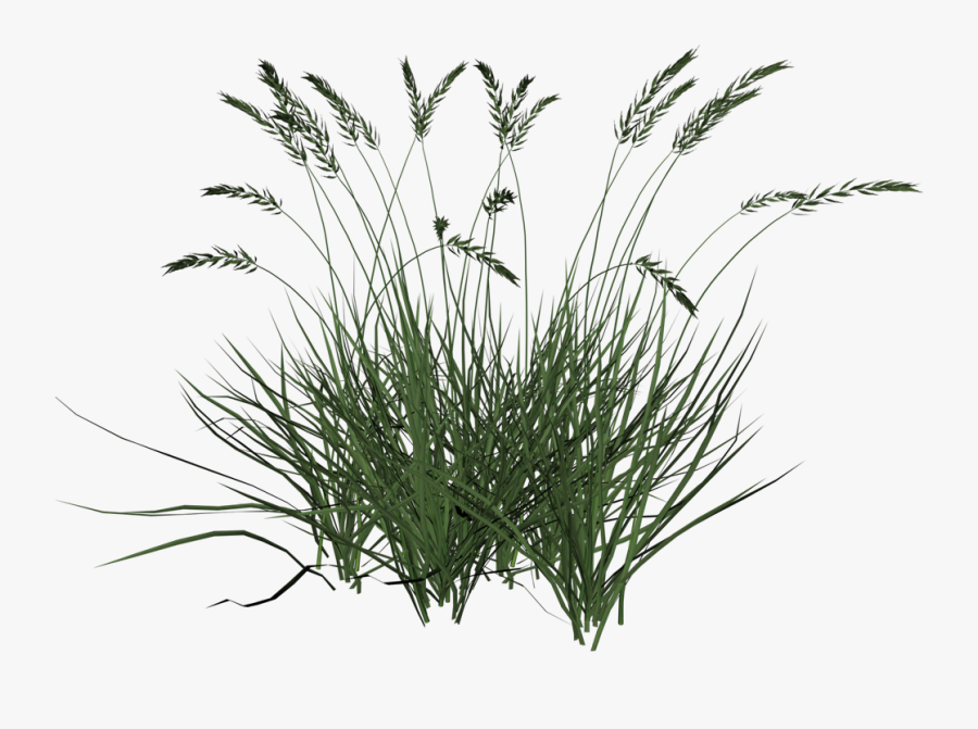 Flowering Plant,plant,grass,grass Family,sweet Repens,terrestrial - Transparent Background Long Grass Png, Transparent Clipart