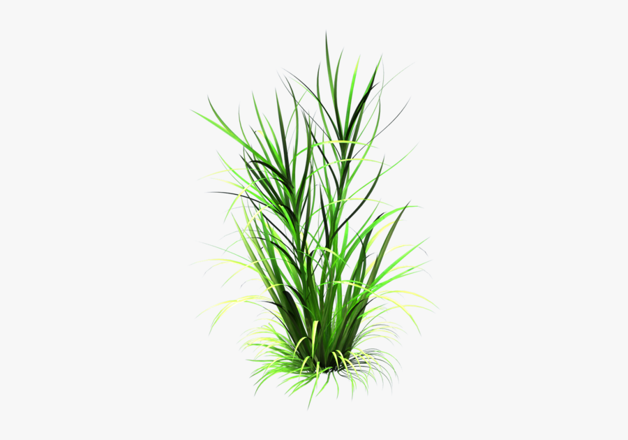 Tall Clipart Tall Plant - Transparent Grass Texture, Transparent Clipart