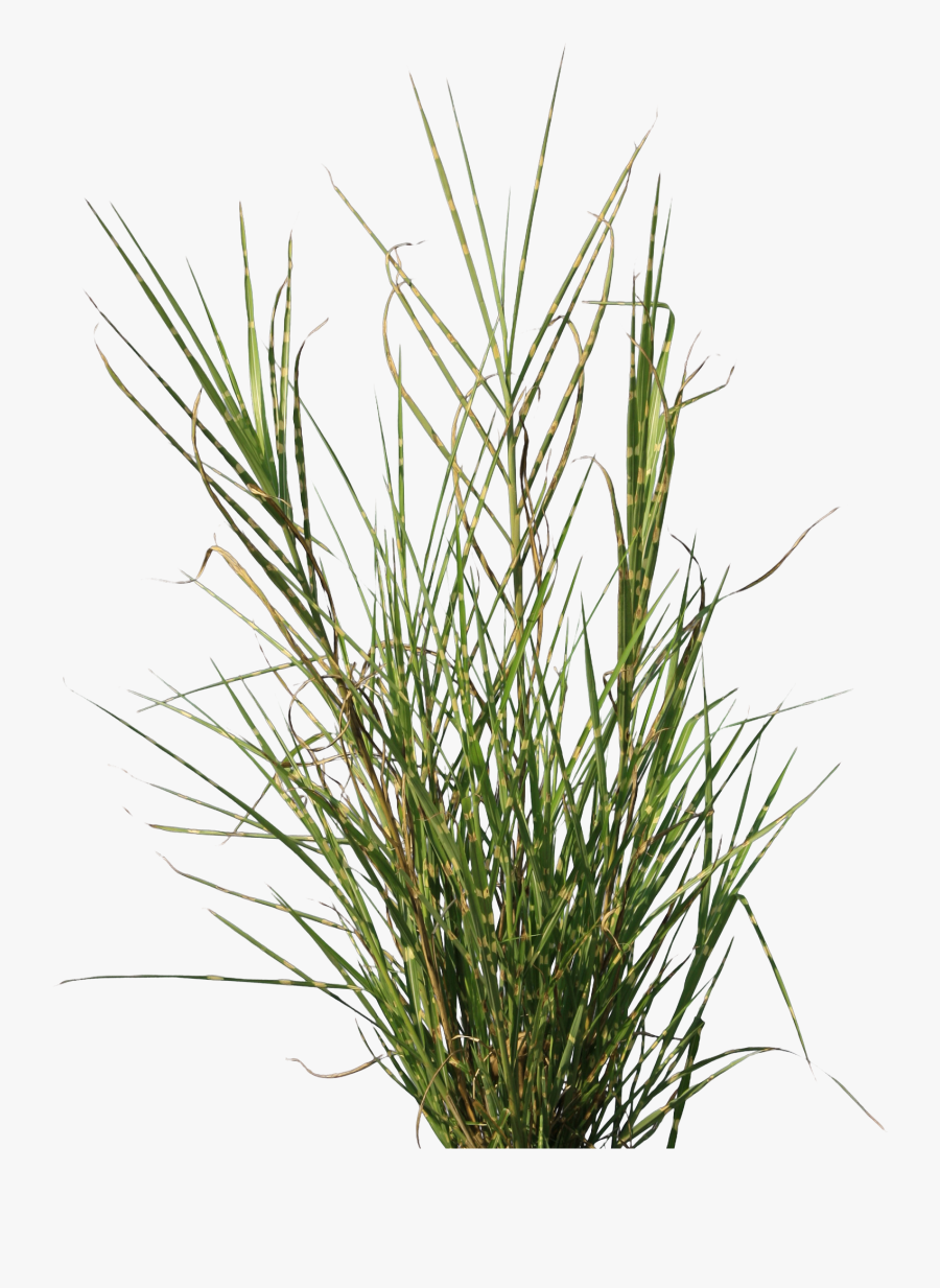 Grass Texture Png - Tall Grass Texture Png, Transparent Clipart