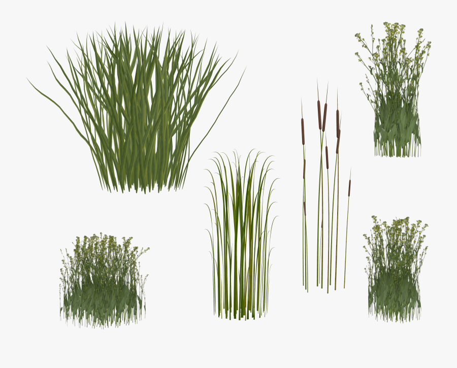 Grass Plant Png - Transparent Background Long Grass Png, Transparent Clipart