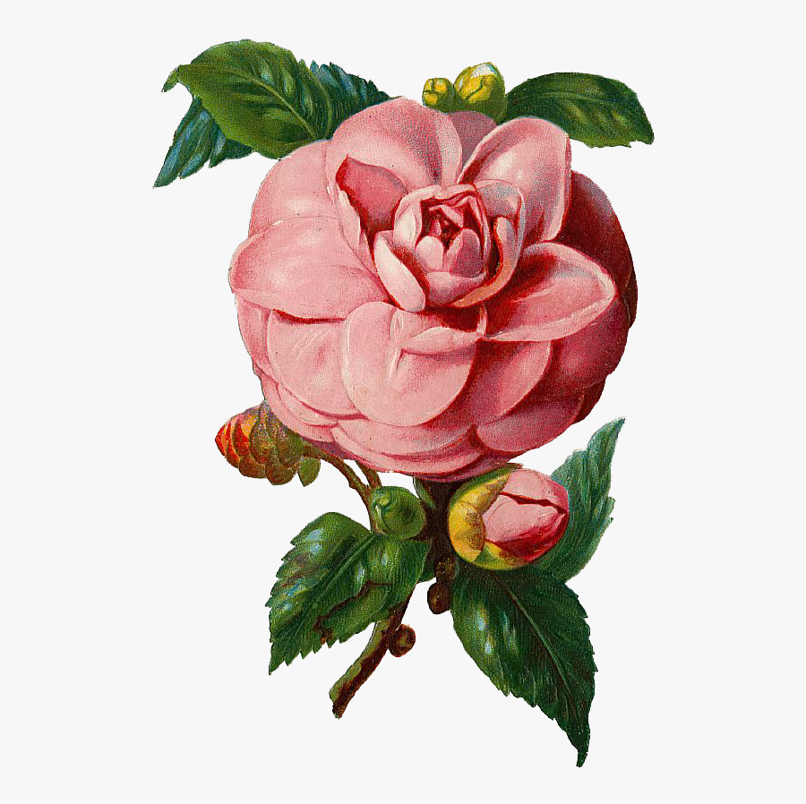 Tubes Fleurs Flower Frame, Flower Art, Floral Theme, - Vintage Rose Vector Png, Transparent Clipart