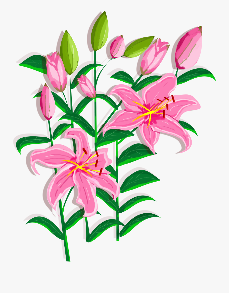 Transparent Stargazer Lilies Clipart - Lily 'stargazer', Transparent Clipart