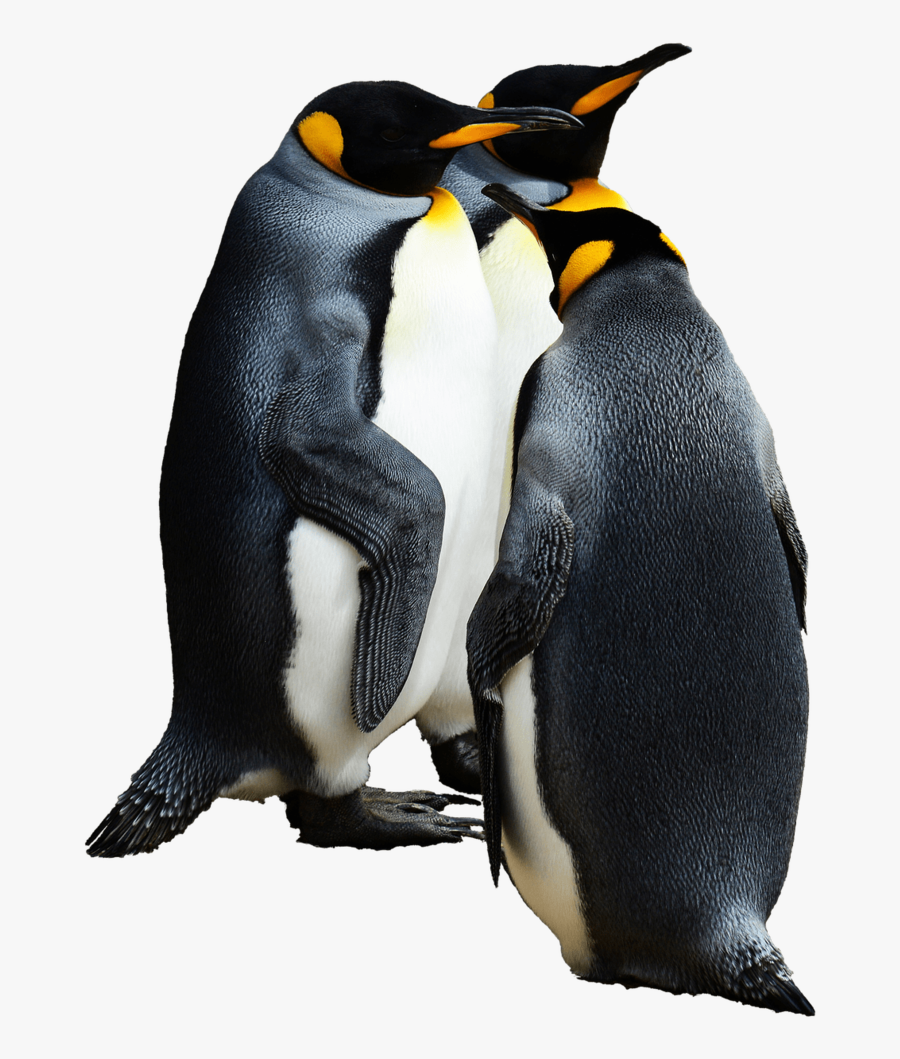 Emperor Penguin Transparent Background, Transparent Clipart