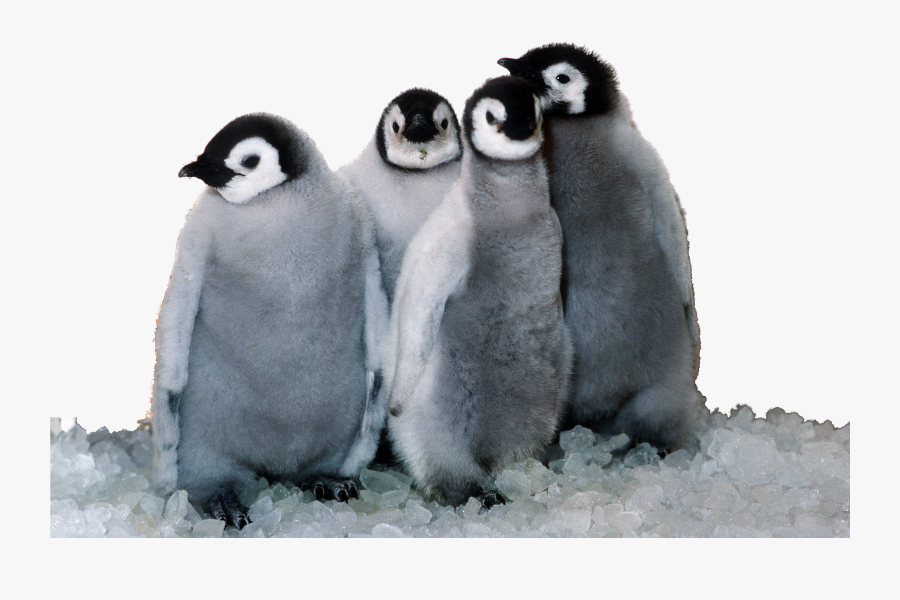 Emperor Penguin Png - Florida Sea World Animals, Transparent Clipart