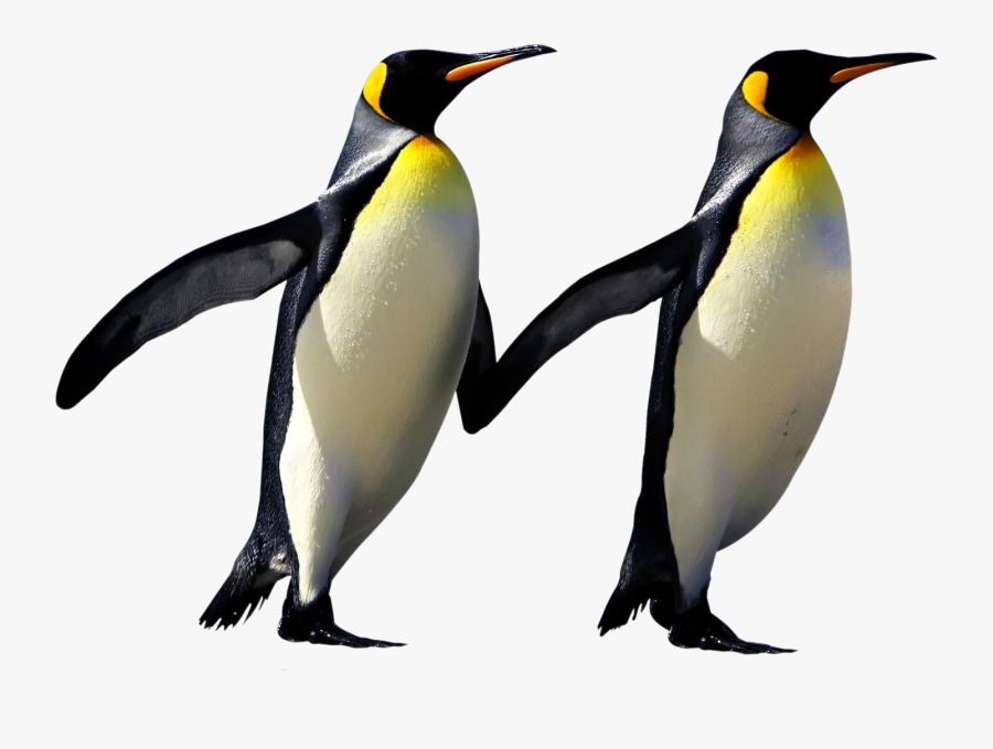 Bird,king Bird,emperor Penguin,beak,ad�lie Penguin,organism - Emperor Penguin, Transparent Clipart