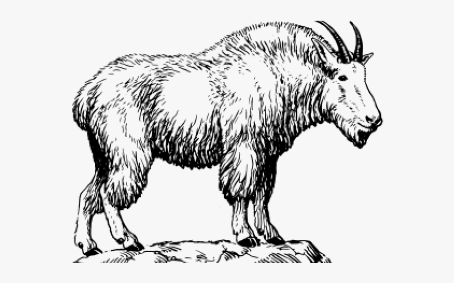 Draw A Mountain Goat, Transparent Clipart