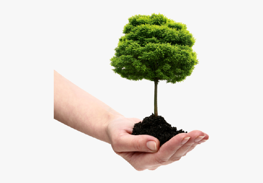 Save Tree Png File - Plant A Tree Png, Transparent Clipart