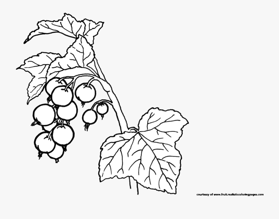 Blueberry Fruit Printable Coloring Pages - Line Art, Transparent Clipart
