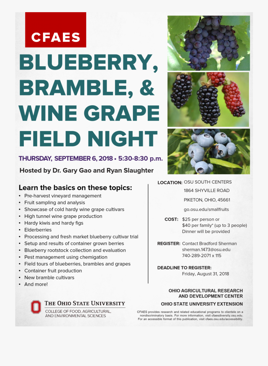 Blueberry, Bramble, & Wine Grape Field Night - Spright, Transparent Clipart