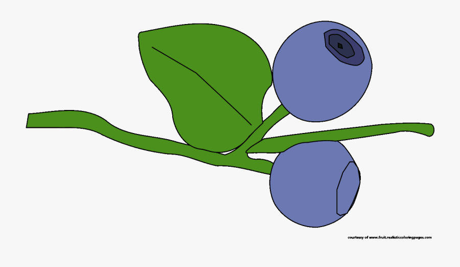 Blueberry Illustrations Image, Transparent Clipart