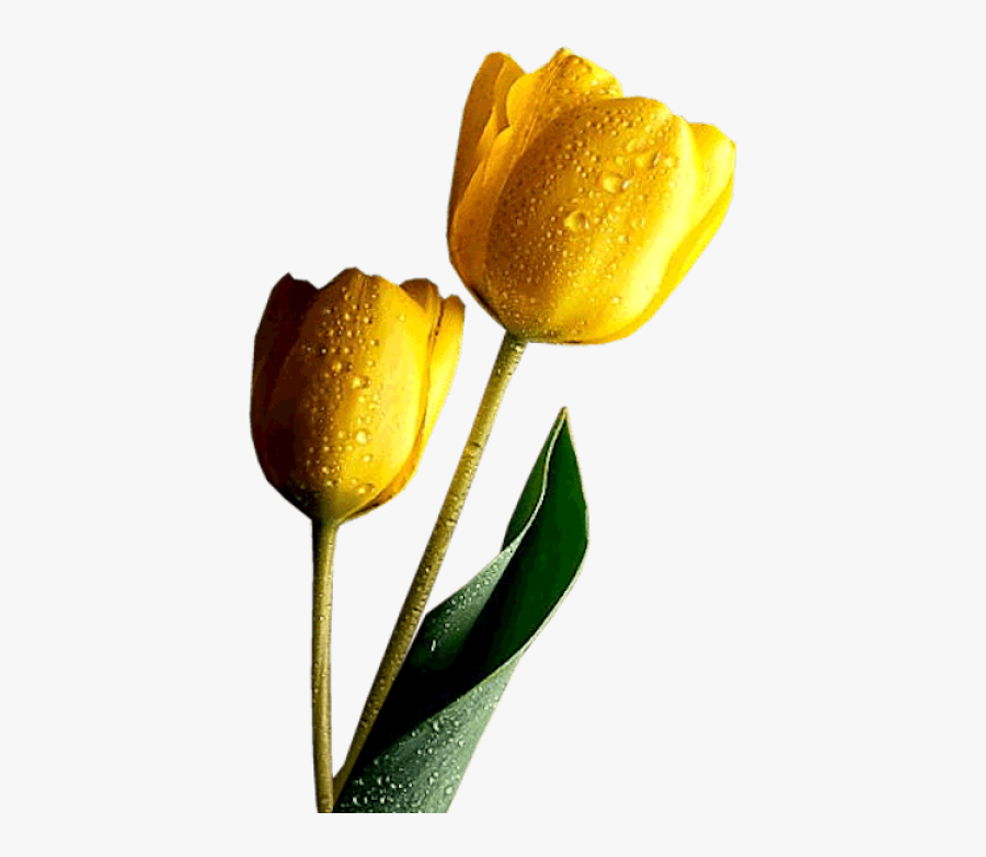 Tulip Transparent Yellow - Divine Inspiration And Prayers, Transparent Clipart