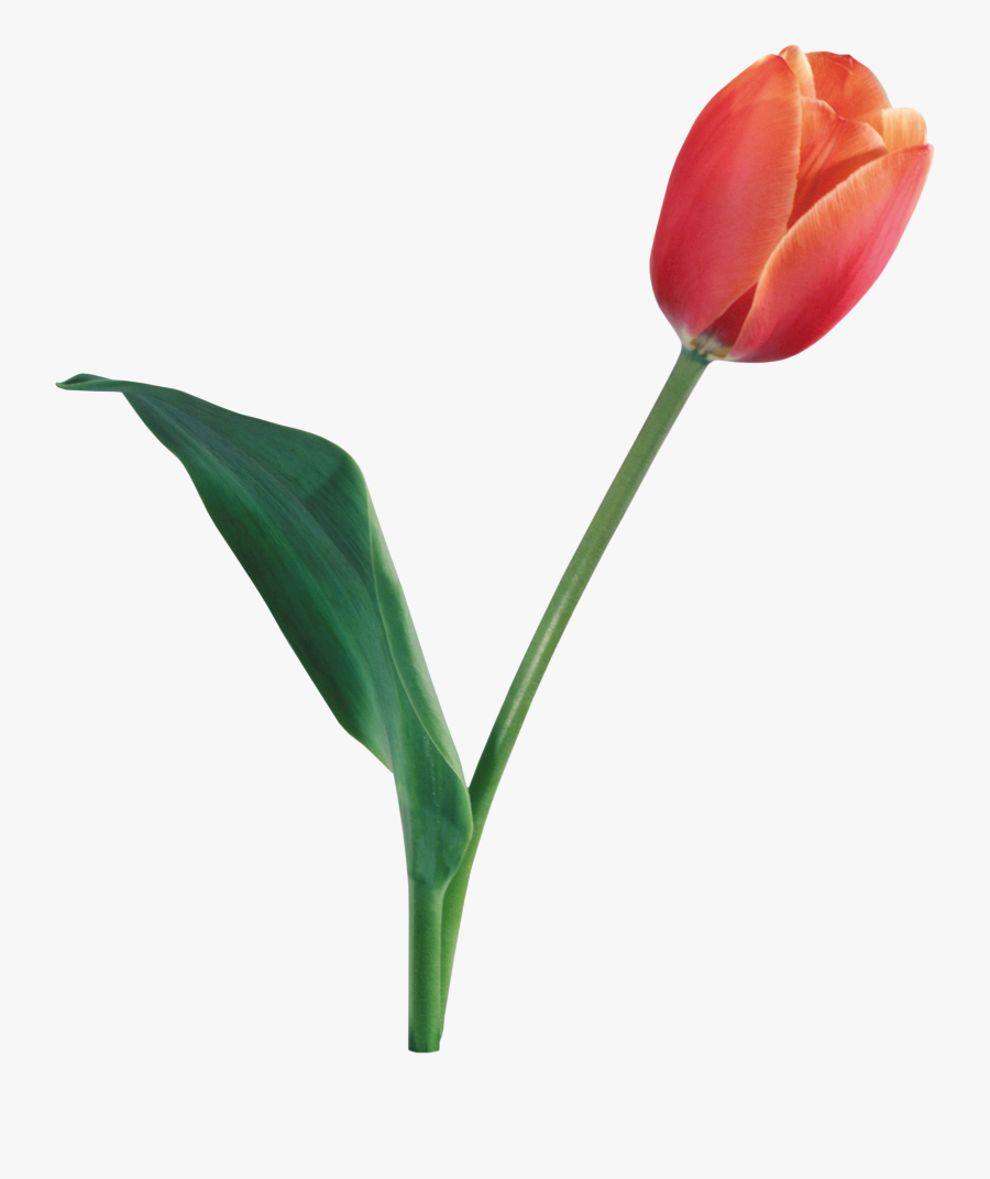 Tulip Png Image - Tulip Png, Transparent Clipart