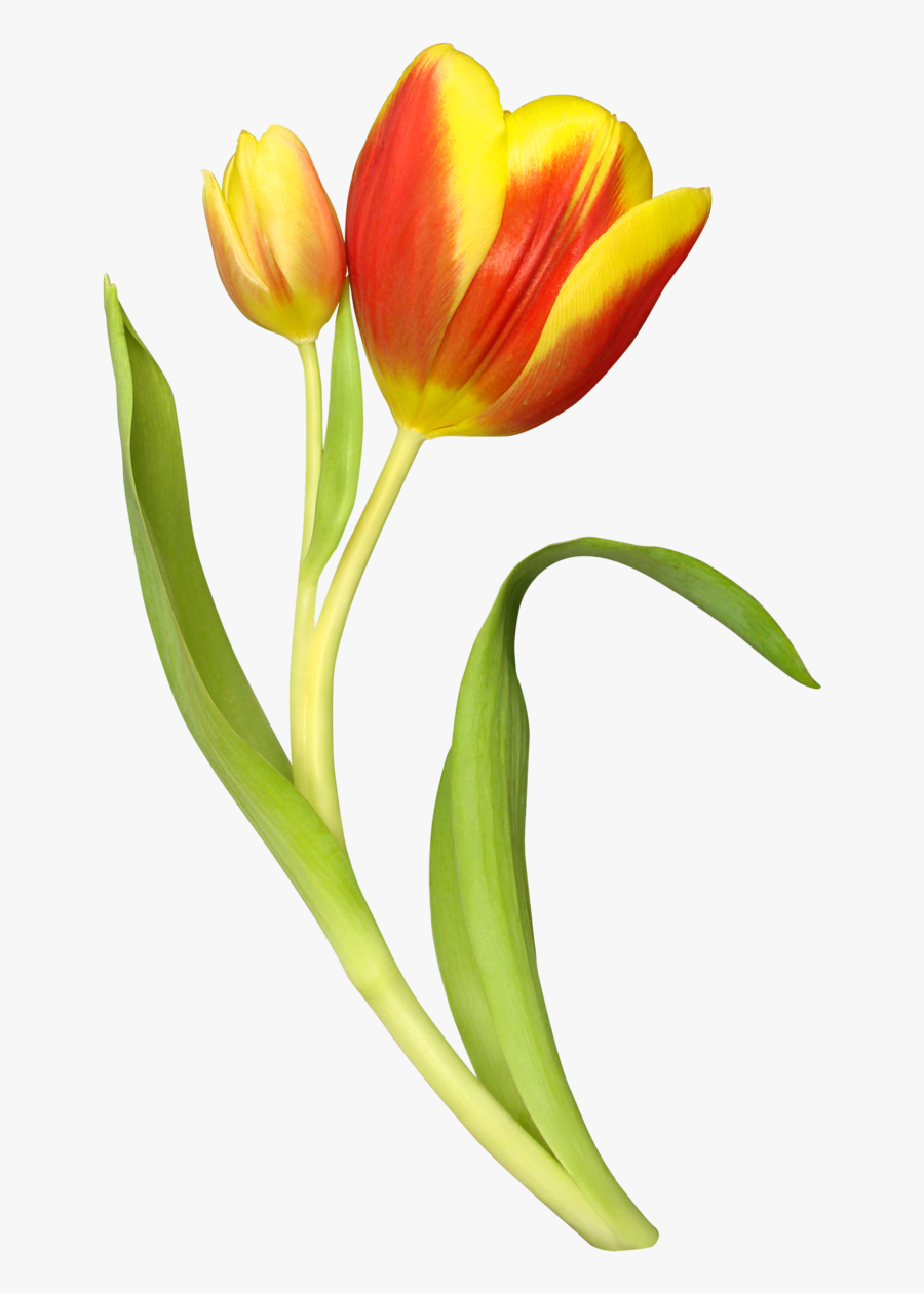 Imagenes De Tulipanes Png, Transparent Clipart