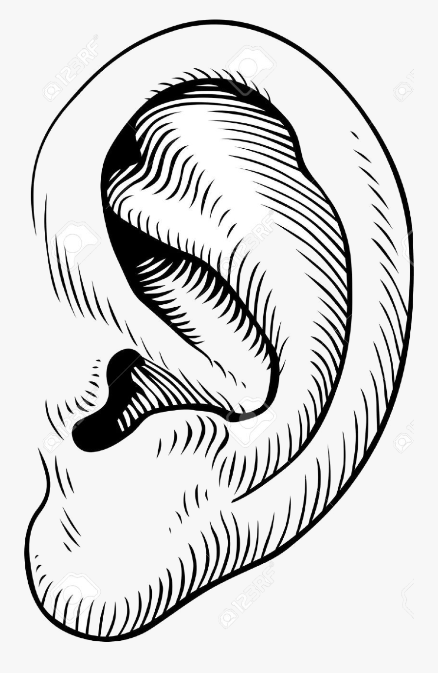 Ear Clip Art Transparent Png - Human Ear Clipart Black And White, Transparent Clipart