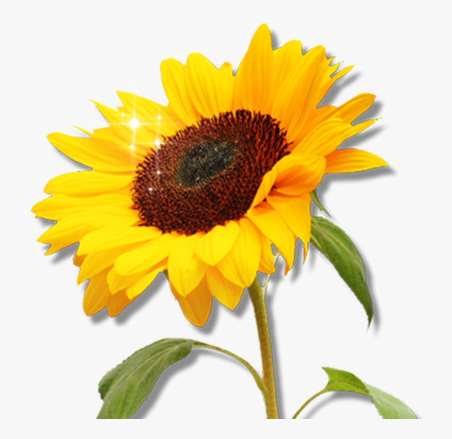 Free Sunflower Garden Clipart Image 8566, Sunflower - Portable Network Graphics, Transparent Clipart