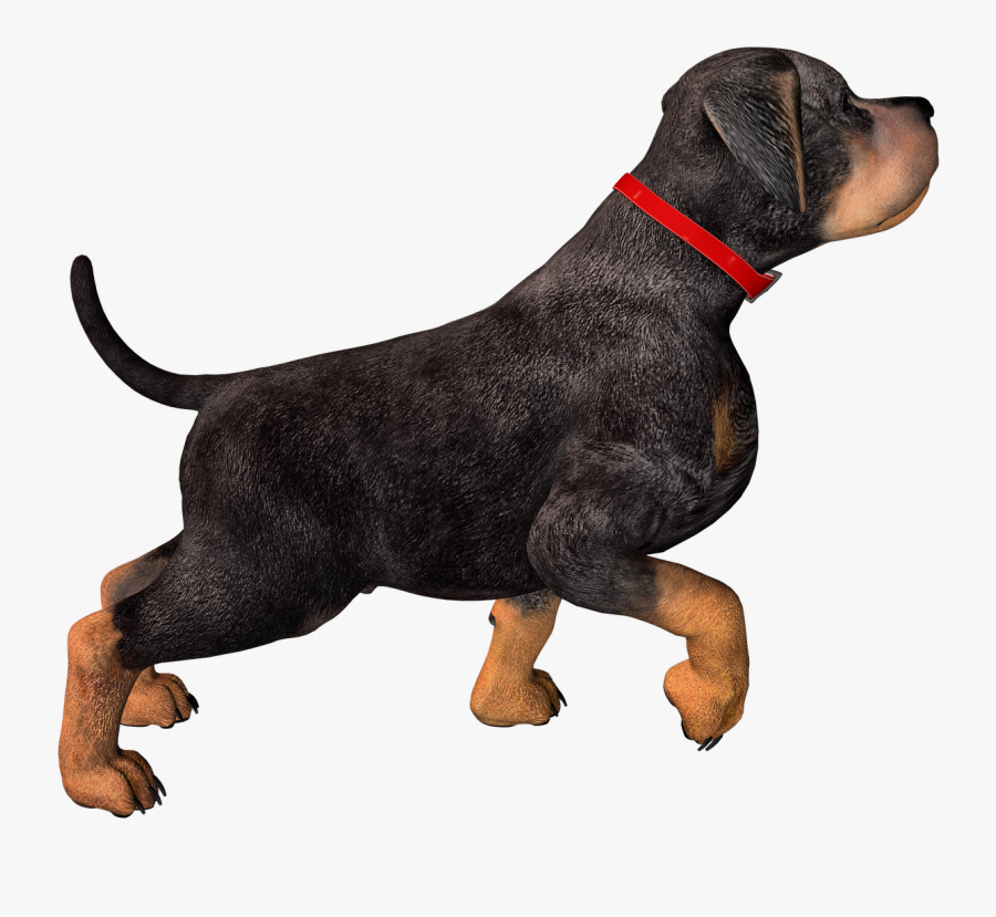 Dog With Collar Png, Transparent Clipart