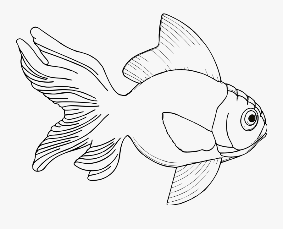 Fish Line Drawing, Transparent Clipart