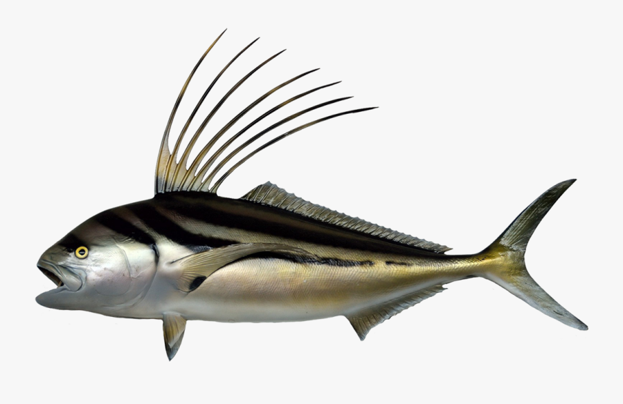 Roosterfish Clipart - Roosterfish Png, Transparent Clipart