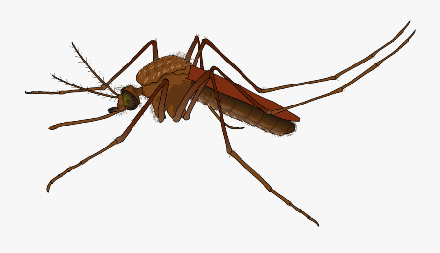 Mosquito Free To Use Clip Art - Mosquito Png, Transparent Clipart