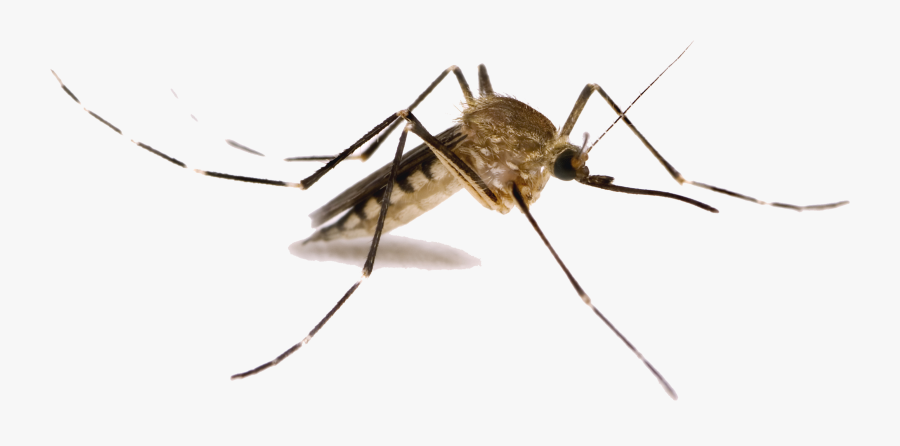 Transparent Mosquito Clipart - Mosquitoes In Utah, Transparent Clipart